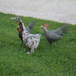 villa buzzati bed and breakfast belluno 5